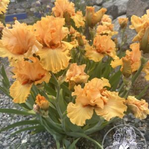 Time Out Logo 1 Time Out