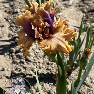 Copper Classic Logo 1 Copper Classic