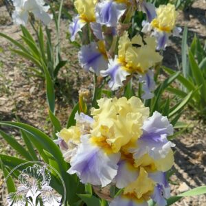 Easter Candy 1 Logo Easter Candy